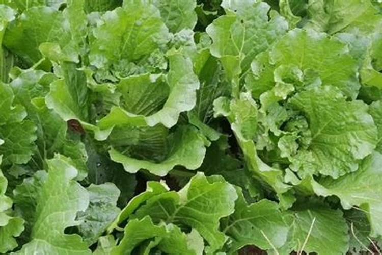 辣椒苗期发生叶面肥害有哪些表现？发生肥害后怎么办？