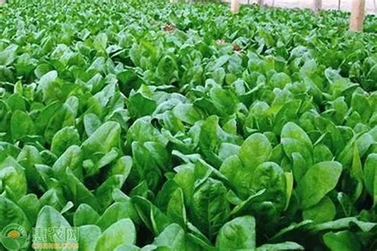 黄花菜打叶面肥后花爆了最快解决方法