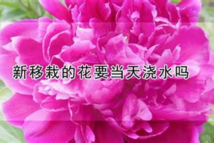 花刚种下去可以施肥吗