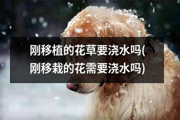 花苗移植多久可以施肥 花苗移植后多久开始施肥