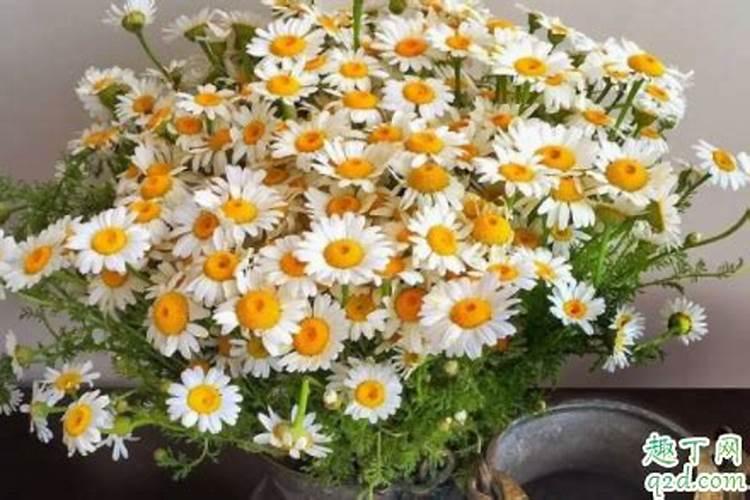 茶花移植以后多久施肥 茶花移栽后何时施肥最好