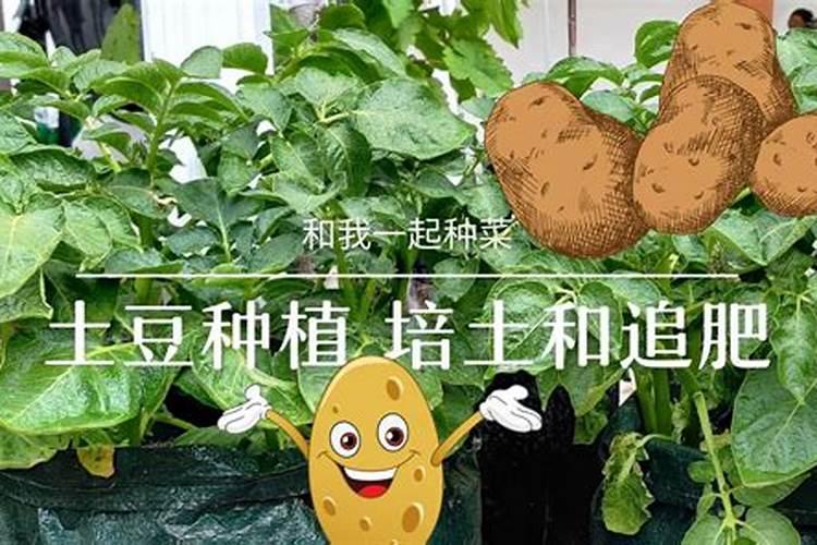 大棚土豆刚出苗第一次浇水需要用肥吗