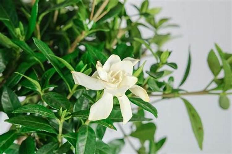 栀子花浇化肥水可以吗