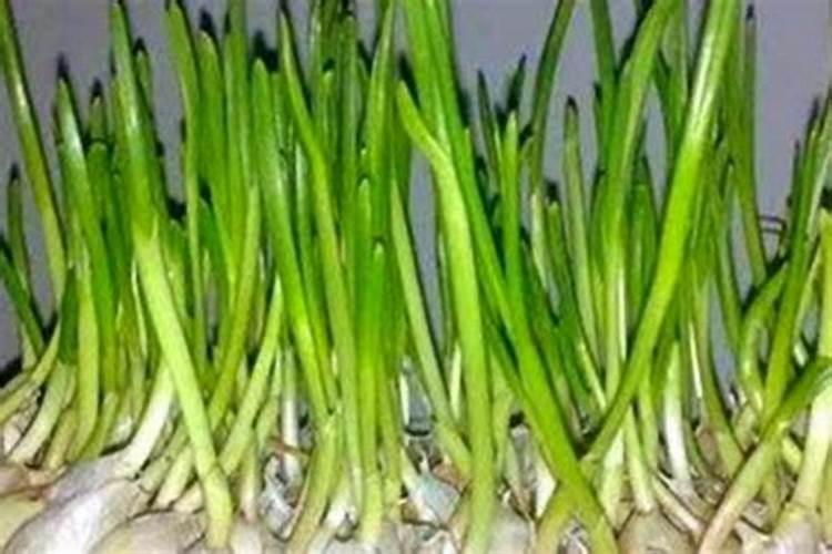 大蒜抽了蒜苔后怎样管理