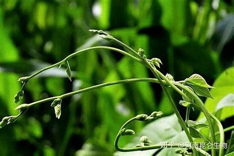 种植豆角,需要施什么肥