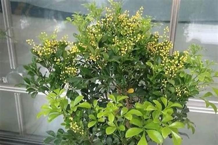 米兰花不长叶子怎么办,追施氮肥增温养护