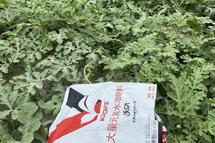 西瓜膨果期用什么肥料