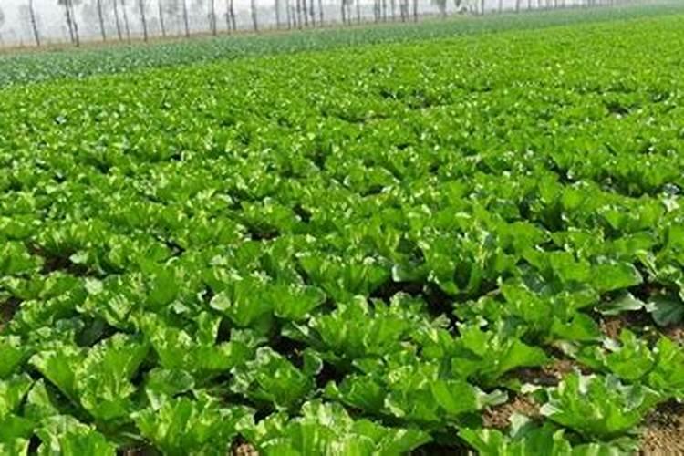 如何防止夏季大白菜不包心 白菜养殖技巧