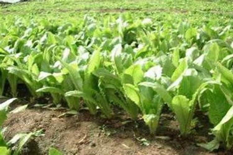 莴笋大规模种植用什么肥料才能长得又粗又壮？