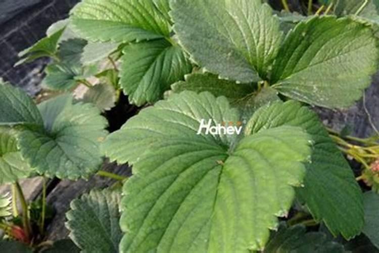 草莓种植过程中该施什么肥料
