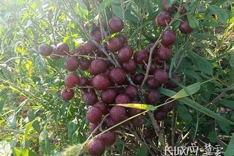 钙果的栽培与管理技术是什么？