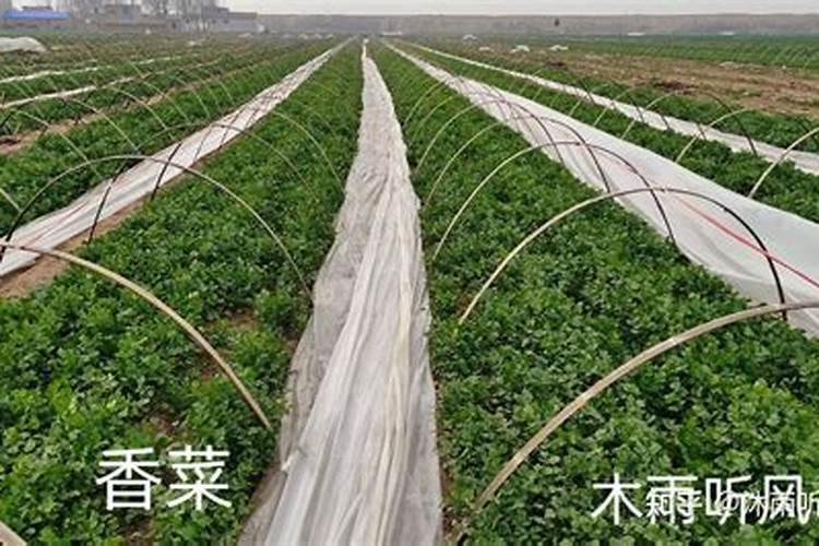 香菜水溶肥全年施肥方案