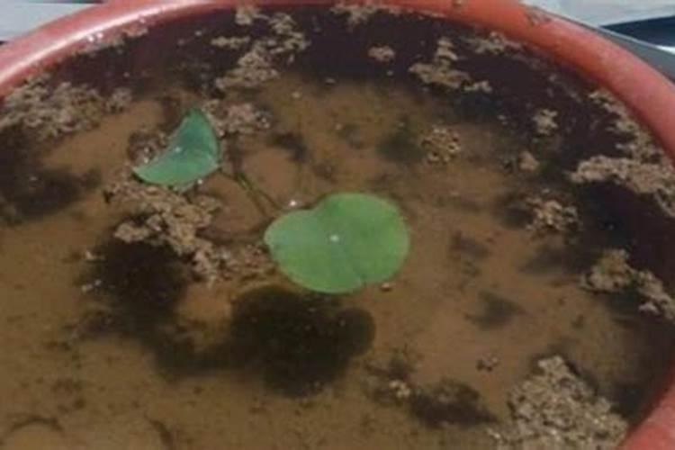 碗莲应该如何磷酸二氢钾施肥