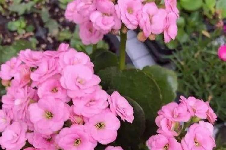 长寿花施什么肥好,长寿花施氮磷钾肥料最好