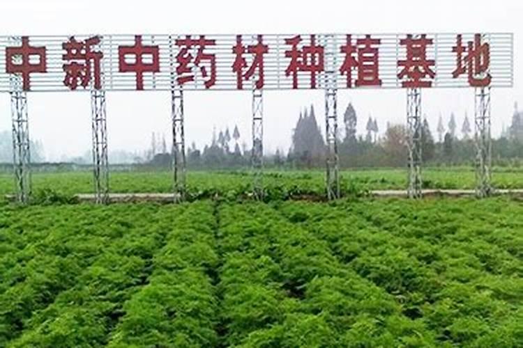 茶叶用什么肥料好？茶叶生态种植技术方案