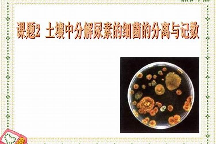 硫酸铵和尿素哪种好