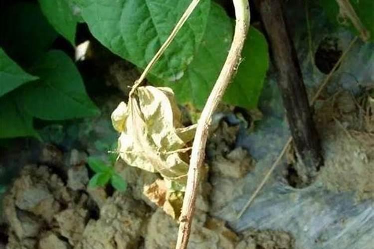 豆角施肥用哪种复合肥好