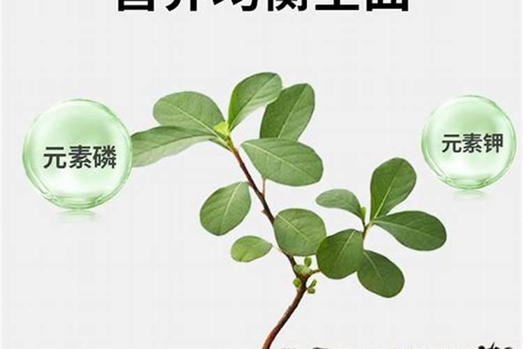 绿萝怎么施肥