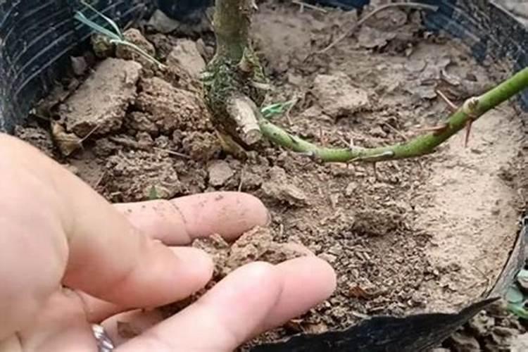 【碳哥课堂】种月季用什么样的水溶肥好？