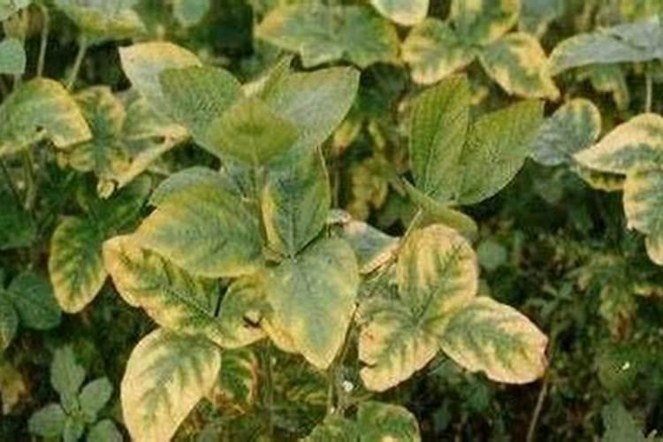 大豆施肥氮磷钾比例 怎么施肥更合理