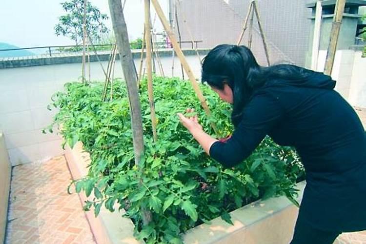 不施肥可以种菜吗;不施肥的植物