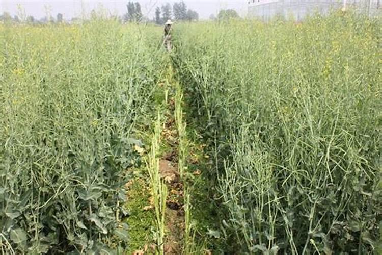 油菜杂交种子生产要掌握哪些技术要点？