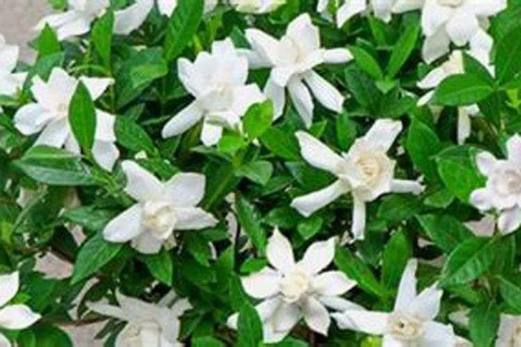 栀子花冬天需要施肥吗