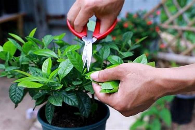 栀子花冬天需要施肥吗