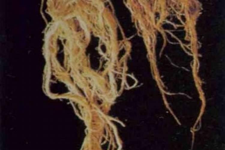 牛粪加工成有机肥需要什么机器？？