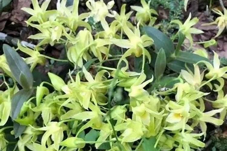 绣球无尽夏养护方法,教你几招轻松爆盆!