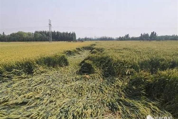 杨梅树施硼肥起什么作用 硼肥的使用方法