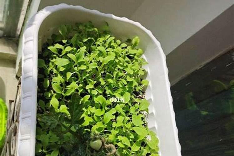 在家养殖铁树使用什么肥料好？