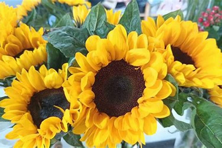 太阳花老桩多久上肥料