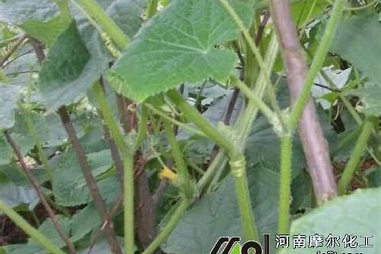 桃树用什么肥料最好