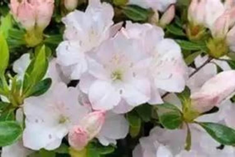 君子兰为什么总是夹箭