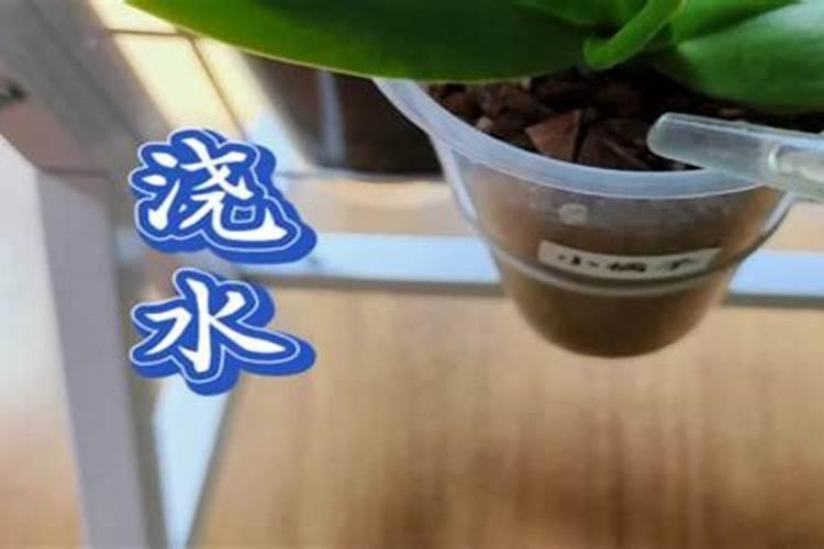 蝴蝶兰换盆后要浇水吗