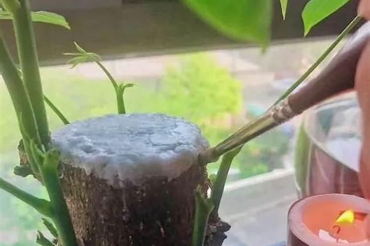 生命素一号被曝光是否传销