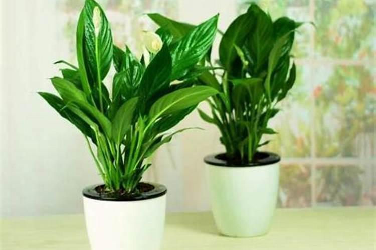给花施肥后多久浇水 花施肥后几天浇水最合适？