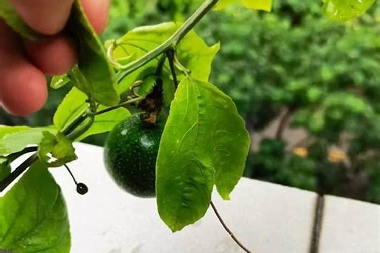 百香果挂果期施什么肥