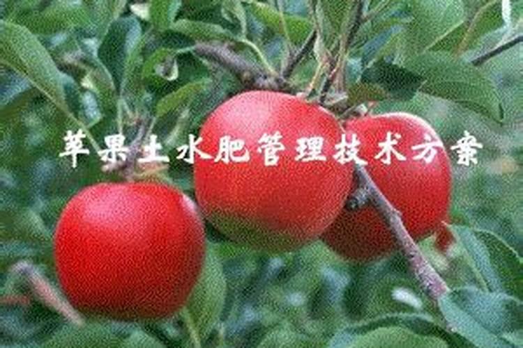 果树谢花后到底该不该浇水,应由哪些因素来决定呢？