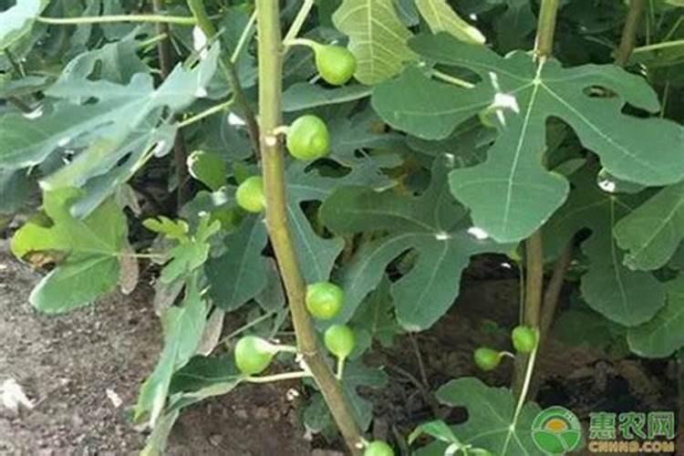 无花果结果期间施什么肥
