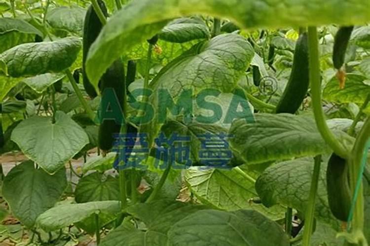 芸苔素冬季在黄瓜上可以用吗