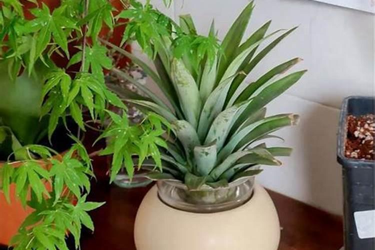 高温季节给三角梅换盆需要注意什么