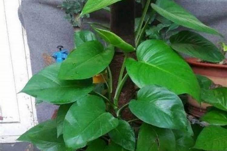 家养荷花如何施肥