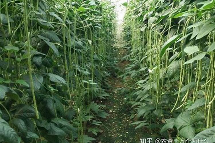豆角到了末期又开了一次花能不能补充液态氮肥？