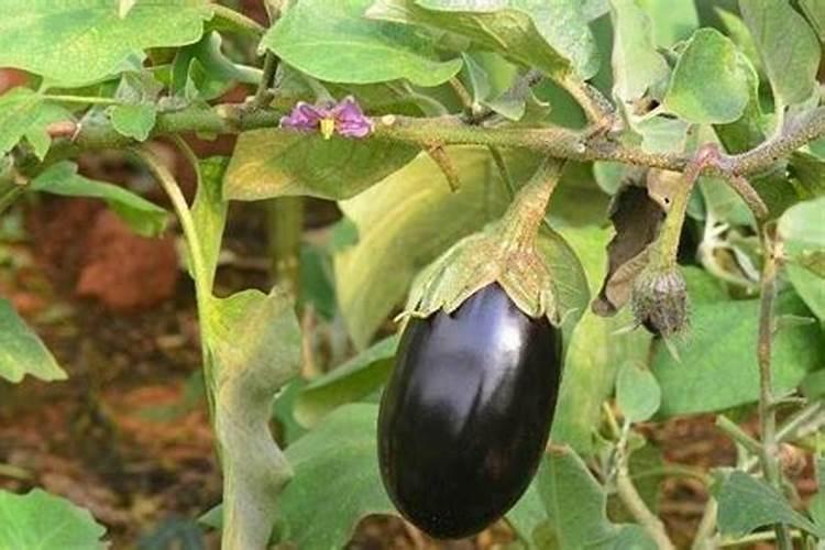 春雷王铜能与糖醇钙混用吗？