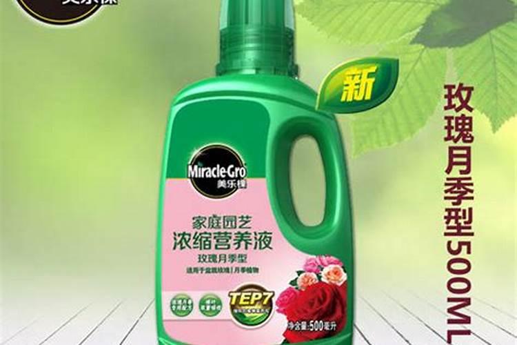 春天种植的月季怎么浇水施肥