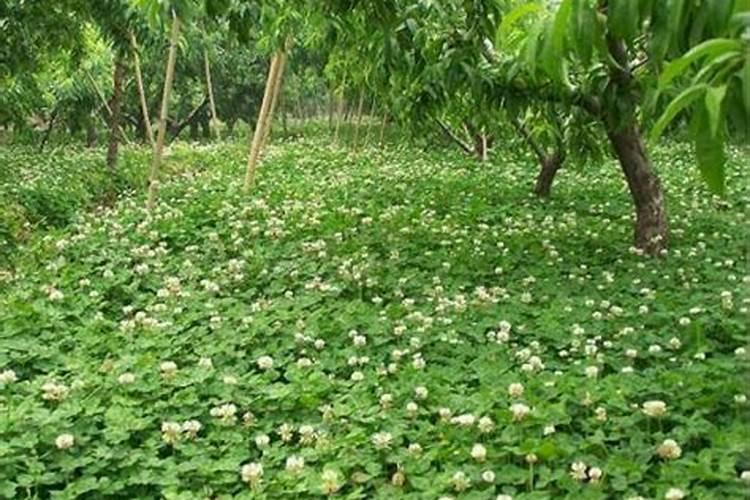 君子兰怎么养？