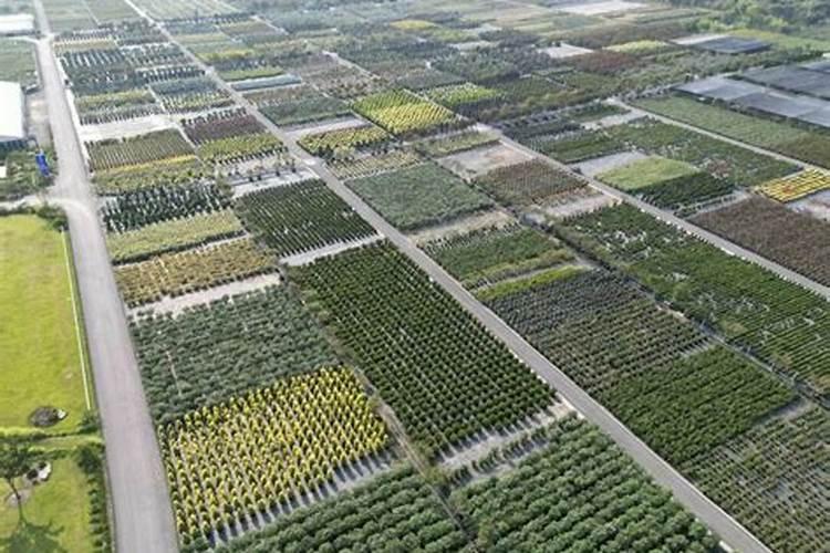 草籽发芽后需要施肥吗为什么