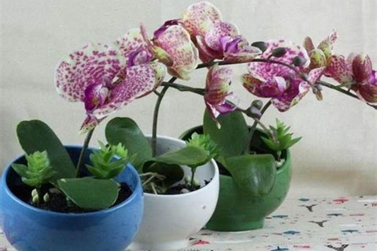 蝴蝶兰开花之前施什么肥